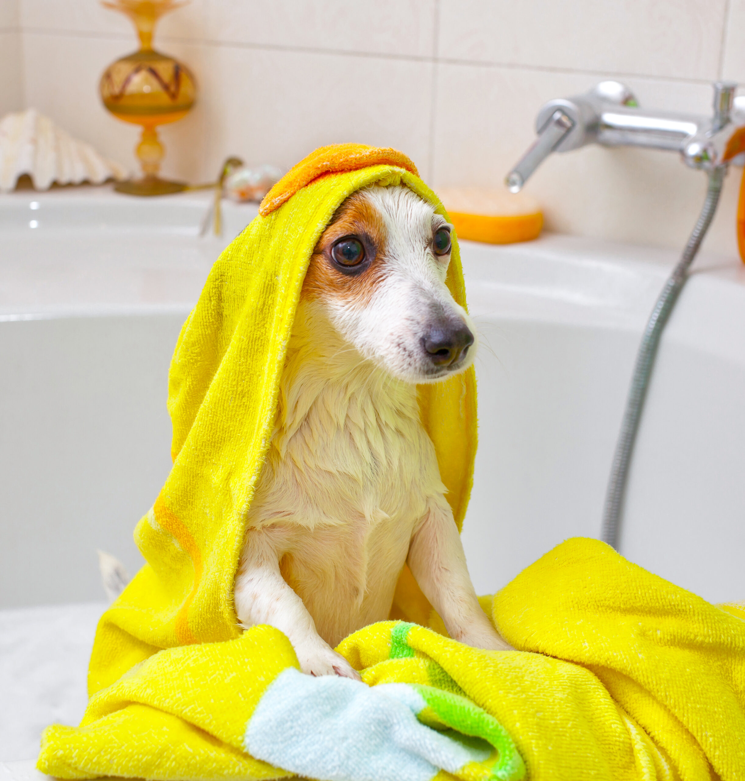Jack Russell dog taking a bath in a bathtub