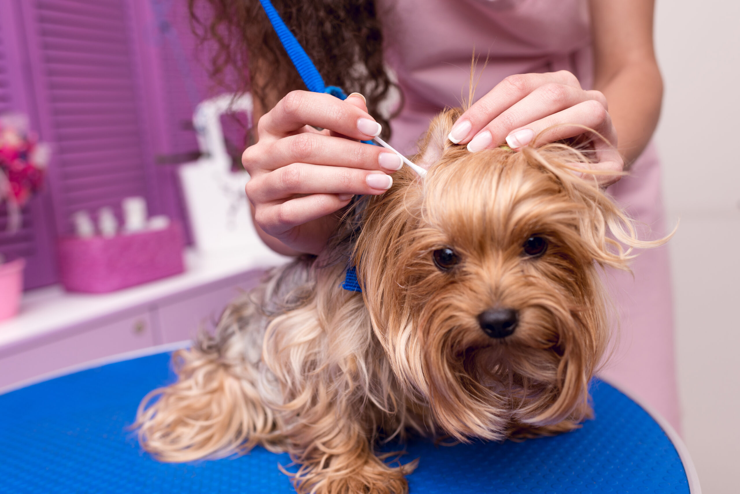 cropped shot of professional groomer in apron cleaning ears of cute small furry dog
